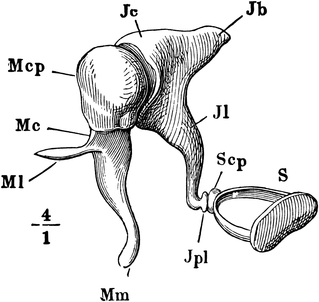 Radiopaedia - Drawing Middle ear ossicles: malleus, incus and