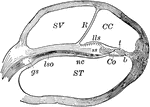 Section of one coil of the cochlea, magnified. Labels: SV, scala vestibuli; R, membrane of Reissner; CC, membranous cochlea; lls, limbus laminae spiralis; t, tectorial membrane; ST, scala tympani; lso, spiral lamina; Co, rods of Corti; b, basilar membrane.