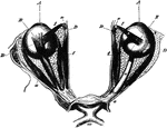 The eyeballs and their muscles as seen when the roof of the orbit has been moved and the fat in the cavity has been partly cleared away. On the right side the superior rectus muscle has been cut away. Labels: a, external rectus; s, superior rectus; i, internal rectus; t, superior oblique.