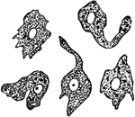 A white blood corpuscle sketched at successive intervals of a few seconds to illustrate the change of form due to tis amoeboid movements.