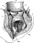 The left ventricle and the commencement of the aorta laid open. Mpm, Mpl, the papillary muscles. From their upper ends are seen the cordoe tendineoe proceeding to the edges of the flaps of the mitral valve. The opening into the auricle lies between these flaps. At the beginning of the aorta are seen its three pouch-like semilunar valves.