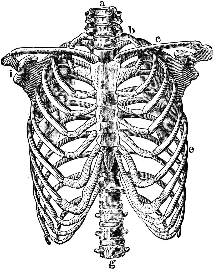 human skeleton ribs