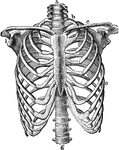 The skeleton of the thorax. Labels: a, g, vertebral column; b, first rib; c, clavicle; e, seventh rib; i, glenoid fossa.
