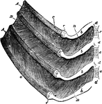 Portions of four ribs of a dog with the muscles between them. Labels: a, a, ventral ends of the ribs, joining at c the rib cartilages, b, which are fixed to cartilaginous portions, d, of the sternum. A, external intercostal muscle, ceasing between the rib cartilages, where the internal intercostal, B, is seen. Between the middle two ribs the external intercostal muscle has been dissected away, so as to display the internal which was covered by it.