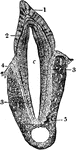 Section through a premolar tooth of a cat still embedded in its socket. Labels: 1, enamel; 2, dentine; 3, cement; 4, the gum; , the bone of the lower jaw; c, the pulp-cavity.
