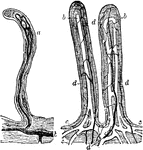 Villi of the small intestine; magnified about 80 diameters. In the right hand figure the lacteals, a, b, c, are filled with white injection; d, blood vessels. In the left-hand figure the lacteals alone are represented, filled with a dark injection. The epithelium covering the villi, and their muscular fibers, are omitted.
