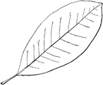 Leaves - Simple, alternate, edge entire. Outline - long oval or slightly reverse egg-shape. Apex, slightly blunt-pointed. Base, pointed. Leaf -about three to six inches long, thick and smooth; dark green and polished above; white below; the middle rib green and distinct; the side ribs slight and indistinct. Bark - of trunk, smoothish, light gray, aromatic and bitter. Flowers - large (two to three inches wide), white, at the ends of the branches, very fragrant. June, July. Fruit - bright red berries, at first in small cone-like clusters, then hanging by slender threads. September.  Found - in swampy ground, from Massachusetts southward, usually near the coast. <p>General Information - A small tree (often a bush) four to twenty-five feet high, or higher southward, where its leaves are evergreen. All parts of the tree (and it is the same with the other magnolias) have an intensely bitter, aromatic juice, which is stimulating and tonic. From "magnol," the name of a botanist of the seventeenth century.