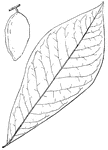 Leaves - simple; alternate; edge entire. Outline - long, reverse egg-shape. Apex - pointed, in small leaves, sometimes rounded. Base - taper-pointed or slightly rounded. Leaf - five to ten inches long, thin, rusty downy with young, soon becoming smooth and polished. Bark - slivery-gray, smooth and polished; young shoots downy. Flowers - one and a half inches wide; dark to light, in drooping clusters, appearing with the leaves. March, April. Fruit - about three inches long by one and a half inches thick, egg-shape, yellow, about ten-seeded, fragrant, sweet, and edible. October. Found - from Western New York to Southern Iowa and southward. General Information - A small tree of unpleasant odor when bruised, ten to twenty feet high (or often only a bush) and densely clothed with its long leaves.<p>General Information - A small tree of unpleasant odor when bruised, ten to twenty feet high (or often only a bush) and densely clothed with its long leaves.