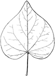 Leaves - simple; alternate; edge entire. Outline - round heart-shape. Apex - tapering and rather blunt, sometimes with a short bristle. Base - heart shape. Leaf/Stem - smooth and swollen at each end into a sort of knob. Leaf - usually about four to five inches long and wide; rather thin, smooth above and below; with seven prominent ribs radiating from the end of the leaf-stem. Flowers - reddish, acid, usually abundant in small clusters along the branches; appearing before the leaves. March to May. Fruit - a small, many-seeded, flat pod, winged along the seed-bearing stem. Seeds - reverse egg-shape. Found - in rich soil, Western Pennsylvania, westward and southward. Common in cultivation. General Information - A small and fine ornamental tree, with long, flat-leaved branches. The name "Judas tree" is traditional. "This is the tree whereon Judas did hang himself, and not the elder tree, as it is said." From a Greek word meaning "shuttle," because of the shuttle-shaped pod.