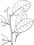 Leaves - simple; alternate; edge entire. Outline - oval or reverse egg-shape. Apex - pointed. Base - pointed. Leaf/Stem - slightly hairy when young. Leaf - two to five inches long; usually about half as broad; dark green and very shining above, especially when old; light green and shining below; thick, tough, and firm. Middle rib slightly hairy when young; side ribs rather indistinct and curved. Bark - grayish and often broken into short sections. Fertile Flowers - small, in clusters of three to eight on slender stems. April, May. Fruit - nearly one half inch long; bluish-black when ripe; egg-shape or oval; acid and rather bitter until "frosted." Stone - oval, somewhat pointed at each end, slightly flattened, and with three or four blunt ridges on each side. September. Found - from Southern Maine to Michigan, and southward to Florida and Texas. General Information - A tree twenty to forty feet high (larger southward), with flat, horizontal branches. The wood, even in short lengths, is very difficult of cleavage, and so is well fitted for beetles, hubs of wheels, pulleys, etc. Its leaves are the first to ripen in the fall, changing (sometimes as early as August) to a bright crimson. In the South, opossums climb the tree in search of its fruit and are immortalized in stories.