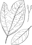 Leaves - simple; alternate; edge entire or lobed. Outline - when the edge is entire usually oval or egg-shape; when lobed usually broader and reverse egg-shape. Apex - of the leaf or of the lobes rounded or slightly blunt-pointed. Base - pointed or wedge-shape. Leaf - variable in size, dark, thin, smooth; rather shining above; the lobes, when resent, two or three in number and usually more or less bulging, with the hollows always rounded. Bark - obliquely and curiously furrowed and broken, gray without, reddish within; young twigs yellowish. Flowers - greenish-yellow, in clusters. May, June. Fruit - oval, one-seeded, blue, with a reddish, club shaped stem; pungent. Found - from Southwestern Vermont, southward and westward.  General Information - a tree fifteen to fifty feet high with light and soft wood. All parts of the tree have a pleasant, spicy taste and fragrance. From the bark of the roots a powerful aromatic stimulant is obtained.