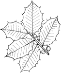 Leaves - simple; alternate; edge with remote, very sharp spine-like teeth, with rounded spaces between. Outline - oval. Apex and Base - pointed. Leaf - about two inches long; dark polished green above; below rather yellowish-green; thick and stiff; smooth throughout; ribs very indistinct below. Bark - light gray and smooth. Fruit - a nearly round, bright-red berry, the size of a pea. It ripens in September and continues upon the branches into the winter. Found - from Massachusetts southward near the coast to Florida, and from Southern Indiana southwest, and southward to the Gulf. General Information - The use of holly and other evergreens in religious ceremonies dates from pagan times. "Trummying of the temples with floures, boughes, and garlondes, was taken of the heathen people, whiche decked their idols and houses with suche array.: Early church councils made rules and restrictions concerning the practice - e.g., in France Christians were forbidden "to decke up their houses with lawrell, yvie, and green gouches in the Christmas season," for "Hedera est gratissima Baccho." (The ivy is most acceptable to Bacchus.)