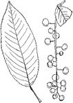 Leaves - simple; alternate; edge toothed (with the points of the teeth so incurved as to appear blunt), and often finely "crinkled." Outline - usually long oval or long egg-shape. Apex - pointed. Base - rounded or slightly pointed. Leaf/Stem - usually with two to five tooth-like glands near the base of the leaf. Leaf - two to five inches long; thickish; polished, and of a deep shining green above; beneath, lighter and smooth, with the middle rib sometimes downy toward the base. In the autumn the leaves turn to orange and later to pale yellow. Bark - of old trunks, blackish and rough; of young trunks and on the larger branches, reddish or purplish brown; marked with scattered lines; on young shoots, at first green or olive brown, gradually becoming darker, and sprinkled (sic) with small orange dots. Flowers - white, with short stems, closely set in a long, cylinder-shaped cluster. May, June. Fruit - about one and a quarter inches in diameter; with short stems (one and a quarter to one and a third inches ) hanging in long, close clusters from the ends of the twigs. It is nearly black when ripe, and of a pleasant flavor though somewhat bitter; it is eagerly eaten by birds. August. Found - very widely distributed north, south, and west. It reaches its finest growth on the western slopes of the Alleghany Mountains. General Information - A tree fifty to eighty feet high. The wood is light and hard, of a brown or reddish tinge, becoming darker with exposure, and of very great value in cabinet work and interior finish. It is now becoming scarce, so that stained birch is often used as a substitute. The bitter aromatic bark is used as a valuable tonic; "cherry brandy" is made from the fruit.
