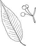 Leaves - simple; alternate, or alternate in pairs; edge finely and sharply toothed. Outline - narrow egg-shape. Apex - taper-pointed. Base - rounded or slightly pointed. Leaf/Stem - grooved above. Leaf - two to six inches long, shining and smooth and of about the same shade of green on both sides. Bark - reddish-brown and smooth, with swollen, rusty-colored dots, and usually stripping, like that of the garden cherry, around the trunk. Flowers - white, on stems about one inch or more in length, in nearly stemless clusters. May. Fruit - the size of a large pea, light red, on long stems (about three fourths to one inch long), sour, in clusters of two to five at the sides of the branches, and usually from the base of the leaf-stems; seldom abundant. July. Found - Common in all northern forests. In Northern New England it quickly occupies burned-out pine regions. General Information - A slender tree, usually twenty to twenty-five feet high, of no value as timber.