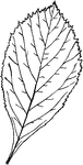 Leaves - simple; alternate; edge sharply and unequally toothed (sometimes with quite deep and sharp cuts, almost forming small lobes. Outline - oval or reverse egg-shape Apex - slightly pointed Base - tapering in a hollow curve and along the sides of the leaf-stem to a point Leaf/Stem - bordered by the leaf, to its base Leaf - about three to five inches long, one and a half to three inches wide; upper surface smoothish, and furrowed above the ribs; under surface downy at least when young; rather thick; permanently downy on the ribs. Thorns - one to two inches long Bark - of trunk, smooth and gray. New twigs, light greenish-brown Flowers - often one inch across; white eight to twelve in a cluster; at the ends of the branches; fragrant. May, June. Fruit - about one half inch in diameter, round or pear-shaped; orange-red or crimson; edible. October. Found - through the Atlantic forests to Western Florida, and from Eastern Texas far westward. Common. General Information - A thickly branching tree (or often a shrub) eight to twenty feet high; the most widely distributed of the American Thorns. It varies greatly in size, and in the style of its fruit and leaves. From a Greek word meaning strength.