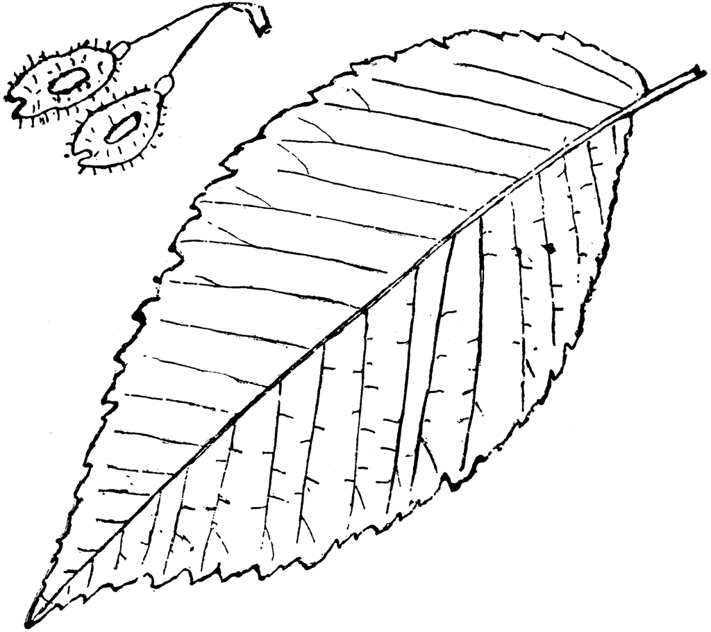 Genus Ulmus, L. (Elm) | ClipArt ETC