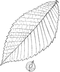 Leaves - simple; alternate; edge sharply and doubly toothed. Outline - oval or long egg-shape. Apex - taper-pointed. Base - slightly heart-shaped or rounded. Leaf/Stem - about one eighth inch long, stout and rough. Buds - hairy. Leaf - four to seven inches long, three to four inches wide. The upper surface is rough both ways, and very rough downwards, almost like a fine file. The under surface is slightly rough. Ribs - beneath are prominent and straight, and hairy in their angles. Bark - of the larger branches, brownish; branchlets, light-gray and very rough, becoming grayish-purple. The inner bark is very gummy and "slippery." Seeds - flat, round, winged, but not fringed. Last of May. Found - along the lower St. Lawrence to Ontario, and from Western New England westward and southward; in woods and along streams. General Information - A tree thirty to forty feet high. Its wood is hard and strong, but splits easily when dry. Though otherwise inferior, for posts it is superior to white elm. Its inner bark is sold by druggists as "slippery elm," and is nutritious and medicinal. Its name of red elm is due to the reddish-brown tinge of its large rounded and hairy buds in the spring.