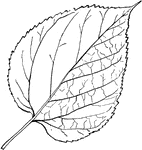 Leaves - simple; alternate; edge coarsely and somewhat irregularly toothed; or, at times, unequally and very variously two- to three-lobed. Outline - egg shape. Apex - long pointed (when there are side lobes their ends may be rounded). Base - heart-shaped, and more or less one-sided. Leaf - three to seven inches long, rather thin, rough above and downy below, sometimes becoming very smooth. The ribs are very distinct, and whitish below. Bark - grayish, and much broken. Berries - about the size and shape of small blackberries. When ripe they are very dark purple (nearly black), juicy, and sweet. July. Found - from Western New England, westward and southward. General Information - A tree fifteen to twenty-five feet high; in the Middle and Eastern States much larger. It is most common and reaches its finest growth along the lower Ohio and Mississippi rivers. Its wood is valuable, light, and soft, but very durable in contact with the ground. The White Mulberry (M. alba) is sometimes found around old houses and in fields. It was introduced from China, and was formerly cultivated as food for silk-worms. Its leaves resemble those of the Red Mulberry in shape, but are smooth and shining.
