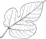 Leaves - simple; alternate; edge irregularly sharp-toothed, or, at times unequally and very variously two- to three-lobed. Outline - very nearly that of the Red Mulberry broad egg-shape. Apex - taper-pointed (when there are side lobes their ends also pointed). Base - rounded or slightly pointed, rarely, in the small leaves, slightly heart-shaped. Leaf/Stem - rough. Leaf - usually about five inches long, sometimes nine inches; thick, rough above, very velvety-rough. The main ribs are very distinct, and are thickly netted with smaller ones. Bark - light and smoothish. Flowers - in long aments and balls. Fruit - not edible. General Information - An introduced tree, common around houses or escaped from cultivation. A low-branching, large-headed shade tree of medium size, introduced from Japan. In Japan and China the bark of the Paper Mulberry is made into paper, whence the name.
