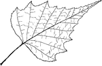 Leaves - simple; alternate (often alternate in pairs); edge unequally sharp-toothed, with the base entire. Outline - triangular. Apex - taper-pointed. Base - variable, more or less squared, sometimes slightly hollowed, rounded or pointed. Leaf/Stem - long and slender, about three quarters of an inch or more in length. Leaf - one and three quarters to three inches long. Smooth and shining on both sides. Bark - The outer bark of the mature trunk is chalky-white and thin, but not, like the bark of the Paper-birch, easily separable into layers. Usually it is marked with blackish dots and lines. Often the branchlets and twigs are blackish, and in very young trees the bark may be light reddish-brown, and marked with white dots. Found - on poor soil, from Delaware and Pennsylvania northward (mostly toward the coast), and in ornamental cultivation. It springs up abundantly over burned and abandoned lands. General Information - A slender, short-lived tree, twenty to thirty feet high, with white, soft wood, not durable; used largely in making spools, shoe pegs, etc., and for fuel. A still more graceful cultivated species is the European Weeping Birch (B. pendula). Its branches are very drooping, with more slender leaves, and a spray that is exceedingly light and delicate, especially in early spring.