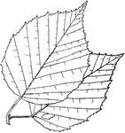 Leaves - simple; alternate; edge sharply and unequally double-toothed. Outline - egg-shaped. Apex - pointed. Base - rounded, slightly heart-shaped, or, rarely, wedge-shaped. Leaf/Stem - downy. Leaf - two to three inches long; dark green and smooth above; beneath, dull, and with the ribs somewhat hairy, especially in their angles. Bark - of trunk very tough and durable; thick; snow-white on the outside; easily removed from the wood, and then itself very separable into paper-like sheets. The inner sheets are of a reddish tinge. Found - in the mountains of Northern Pennsylvania, New England, and far northward, farther than any other non-evergreen tree of America, excepting the aspen.    General Information - A tree, forty to seventy feet high. The wood is light, hard, and very close-grained, but decays rapidly when exposed - more rapidly than the bark, which often remains as a shell long after the wood within has disappeared. It is very largely used in making spools, pegs, shoe-lasts, in turnery, for wood-pulp, and for fuel. The waterproof bark is much used by Indians and trappers for their canoes. "Give me of your bark, O Birch-Tree! Of your yellow bark, O Birch-Tree! Growing by the rushing river, Tall and stately in the valley! I a light canoe will build me, That shall float upon the river, Like a yellow leaf in autumn, Like a yellow water-lily. 'Lay aside your cloak, O Birch-Tree! Lay aside your white-skin wrapper, For the summer time is coming, And the sun is warm in the heaven, And you need no white-skin wrapper!'" Hiawatha