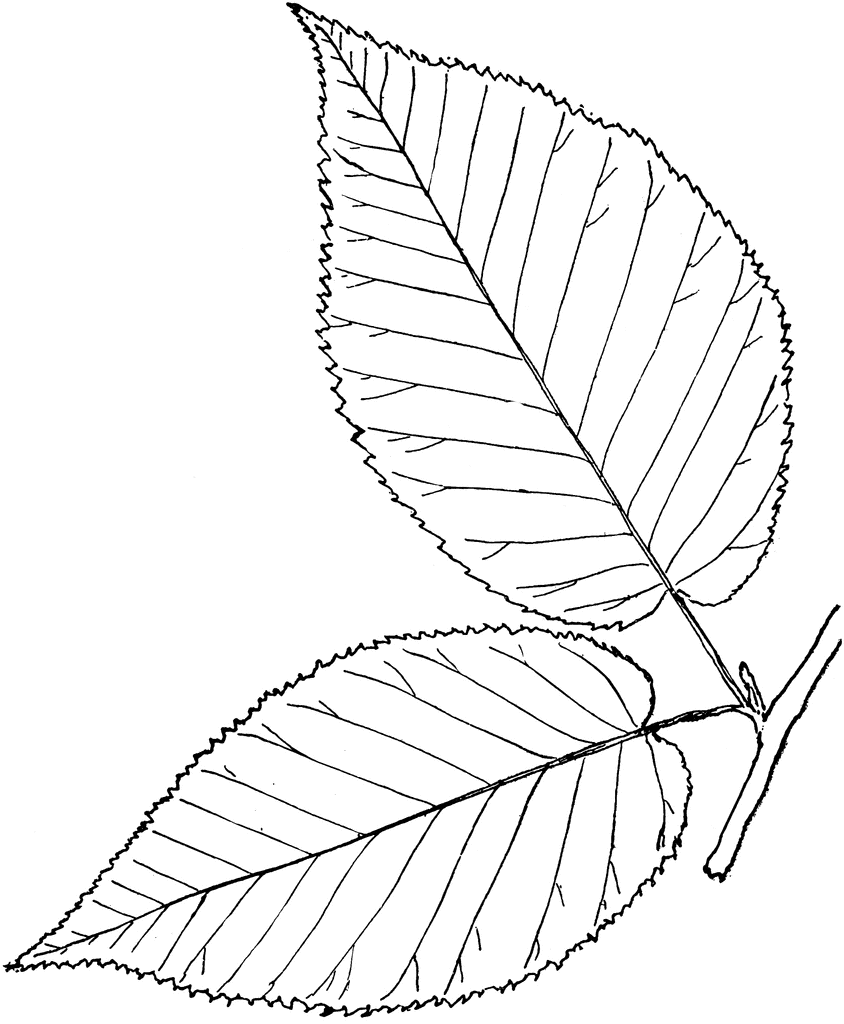 Genus Betula, L. (Birch) | Clipart Etc