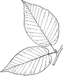 Leaves - simple; alternate; edge finely and sharply double-toothed. Outline - egg-shape. Apex - pointed. Base - heart-shaped. Leaf/Stem - short and downy. Leaf - two to four inches long; about one half as wide; silky-hairy when young, but becoming smooth, except on the ribs beneath. Bark - of trunk, a dark chestnut-brown; smoothish when young, but becoming rough in old trees. The smaller branches are smooth and dotted with white spots. In its leaves and the color of the twigs it somewhat resembles the garden cherry. The foliage and bark are very aromatic and sweet-tasting.Found - from Newfoundland to Northern Delaware, westward, and southward along the mountains. It is very common in the northern forest. General Information - A tree thirty to sixty feet high, with many slender branches. The wood is hard, fine-grained, and of a reddish tint. It is largely used for cabinet-work (sometimes in place of a more valuable Black Cherry) and for fuel.