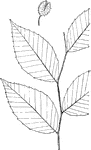Leaves - simple; alternate; edge sharp-toothed, with small and remote teeth. Outline - oval or egg-shape. Apex - taper-pointed. Base - rounded. Leaf - three to six inches long, about half as wide; a very "finished" leaf; when young, fringed with soft white hairs; becoming smooth and polished; with distinct and straight unbranched side-ribs, ending in the teeth of the edge. The dead, bleached leaves often cling thickly to the branches throughout the winter. Bark - of the trunk, light gray, smooth, and unbroken. Fruit - a small four-celled prickly burr, splitting half-way to the base when ripe, and with two sweet, three-sided nuts in each shell.Found - in rich woods, Nova Scotia to Florida and westward, with it finest growth on the "bluffs" of the lower Mississippi basin. General Information - Large stately trees, with spreading branches and a delicate spray, fifty to eighty feet high. The wood is hard and very close-grained, and is used largely in the making of chairs, handles, plan-stocks, shoe-lasts, and for fuel. When the tree is not crowded, it sends out its nearly horizontal or drooping branches as low as from ten to thirty feet above the ground. Lumber-men make the distinction of "red Beech" and "White Beech," claiming that the former is harder, with a redder and thicker heart-wood.  Among woodsmen and the Indians, the Beech is said to be a favorite refuge in thunder-storms. They claim that it is scarcely ever struck by lightning. Lumber-men claim a difference in the quality of trees which retain their leaves and those which shed them. "Said a neighbor to me one day: 'You might 'a knowed that beech would split hard with all the dry leaves on it,' -- and it did. That was the first I'd ever heard of the sign, but I've never known it fail since."