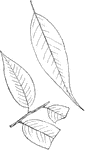 Leaves - Simple; alternate; edge very finely and sharply toothed. Outline - long egg-shape. Apex - taper-pointed. Base - rounded or slightly pointed. Leaf/Stem - about one fourth to one half inch long. Leaf/Buds - yellowish and smooth. Leaf - about three to five or six inches long, one inch or more wide; dark above, smooth and shining above and below. Middle ribs usually whitish, and distinct above. Found - from New England southward to Chester County, Pennsylvania, west and north. Rather common, usually on wet grounds. General Information - A small tree (or often a shrub) twelve to twenty-five feet high. Salix from two Celtic words meaning "near" and "water."