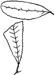 Leaves - simple; alternate; edge sharp-toothed, with the teeth somewhat thickened. Outline - narrow lance-shape. Apex - taper-pointed; in the young leaves often broad and rounded. Base - pointed. Leaf - small (two to three and a half inches long; about one half to five eighths of an inch wide); surface with white, silky hairs beneath and often above, especially in the young leaves. Branches - brittle at the base, smooth and shining and yellow. Blossoms - in May. Introduced - from Europe, but now found throughout the United States. Common around houses and in low grounds. General Information - Introduced from Europe, but now common around houses and in low grounds. A very large and familiar tree (fifty to eighty feet high), one of the largest of the Willows; low-branching; thick-set, of tough and rapid growth. A stake set in the ground grows readily. The silvery look of the tree (especially in a strong wind) is due to the gloss of its downy leaves. Salix from two Celtic words meaning "near" and "water." The Blue Willow (var. caerulea S.) is naturalized in Massachusetts.