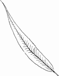 Leaves - simple; alternate; edge sharp-toothed. Outline - narrow lance-shape. Apex - taper-pointed. Base - pointed. Leaf - about five inches long by three fourths of an inch wide; somewhat silky, or smooth. Branches and branchlets - very long, curved, and drooping nearly to the ground. Introduced - from Europe, now common, and much used in ornamental cultivation. General Information - A tree thirty to forty feet high. The Latin name (babylonica) was suggested by the lament of the Hebrews, in the 137th Psalm. "By the rivers of Babylon there we sat down: Yea we wept when we remembered Zion. We hanged our harps upon the willows in the midst thereof." Salix from two Celtic words meaning "near" and "water."