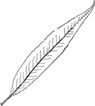 Leaves - simple; alternate; edge strongly and somewhat unevenly toothed, the teeth thickened and their points slightly incurved so as to appear somewhat blunted. Outline - narrow lance-shape. Apex - taper-pointed. Base - taper-pointed. Leaf/Stem - smooth, with two small warts on the upper side near the base of the leaf. Leaf - about five or six inches long, about seven eighths of an inch wide; dark and smooth above; lighter and smooth below (slightly silky when young). Branches - smooth, shining, and greenish; very brittle at the base, cracking off almost "at a touch." Introduced - from Europe. General Information - A tree sometimes sixty to eighty feet high, with a bush head and irregular branches. Its withes are used for basket-work. "The greene willow boughes with the leaves may vary well be brought into chambers and set about the beds of those that be sicke of agues, for they do mightily coole the heate of the aire, which thing is a wonderfull refreshing to the sicke patients." -- Gerardes' Herbal. Salix from two Celtic words meaning "near" and "water."