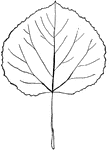 Leaves - simple; alternate; edge sharp-toothed, with rounded hollows between. Outline - rounded. Apex - short, sharp-pointed. Base - slightly heart-shaped. Leaf/Stem - slender and very much flattened sidewise. Leaf - two to two and a half inches wide, and usually about one half inch shorter than wide; dark green; smooth on both sides when mature, with a slight down on the edge. Ribs distinct above and below and whitish. Bark - of trunk, greenish-white and smooth, often with blotches of very dark brown, especially under the ends of the branches. The bark is exceedingly bitter. Found - from Northern Kentucky and the mountains of Pennsylvania northward to Hudson Bay and Newfoundland, northwest to the Arctic Ocean, and along the Rocky Mountain slopes. It is the most widely distributed of North American Trees.  General Information - A tree twenty to fifty feet high, with white, soft wood that is largely used in place of rags in making coarse paper. The tremulousness of its foliage, which the slightest breeze stirs, is due to the thinness of the sidewise-flattened leaf-stems. Tradition accounts differently for the motion of the leaves. It says that the wood of the aspen tree was taken for the Saviour's cross, and that, ever since, the tree has shivered. Another tradition claims that, when Christ went by on his way to Calvary, all the trees sympathized and mourned, excepting the aspen; but when he died, there fell upon the aspen a sudden horror of remorse, and such a fearful trembling as has never passed away. In describing the occupations of the fifty maidens in the hall of the "gorgeous palace" of King Alcinous, Homer says: "...some wove the web, Or twirled the spindle, sitting, with a quick, Light motion like the aspen's glancing leaves."
