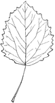 Leaves - simple; alternate; edge large-toothed, with the hollows rounded. Outline - wide egg-shape. Apex - sharp-pointed. Base - squared, or slightly rounded. Leaf/Stem - long and slender, and flattened sidewise. Leaf - three to five inches long, smooth on both sides when mature; white, and covered thickly with silky wool when young. Ribs, whitish and distinct above. Bark - of the trunk, smooth, and of a soft, light greenish-gray; when old, becoming somewhat cracked. On the young branches the bark is dark. Found - in Nova Scotia and New Brunswick, through the Northern States, along the Alleghany Mountains to North Carolina, and west to Wisconsin and Iowa. Rare at the South. common at the North. General Information - A tree forth to eight feet high, with open, crooked branches. Large quantities of the soft, white wood are ground into pulp for making paper. "In both this and the P. tremuloides, Michx., the leaves of young sprouts are often differently shaped and toothed, and much enlarged." -- (Porter.) Poplar wood, like other soft woods, is not usually esteemed for durability' but an old couplet, said to have been found inscribed on a poplar plank, teaches differently: "Though 'heart of Oak' be e'er so stout, Keep me dry, and I'll see him out."