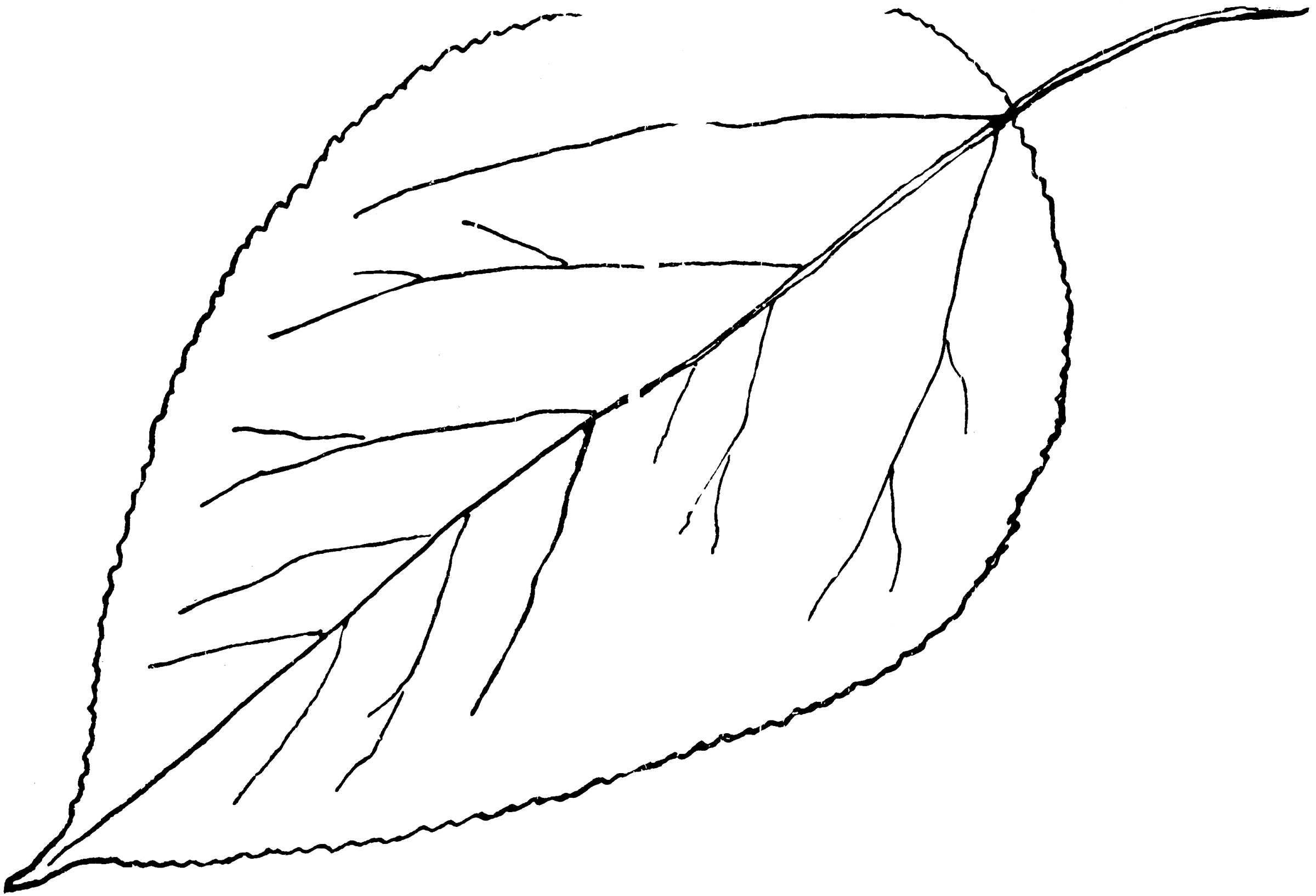 Шаблоны листьев березы для вырезания. Листья деревьев. Листья рисунок. Листья раскраска. Раскраска листья деревьев для детей.