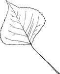 Leaves - simple; alternate; edge toothed. Outline - very broad oval (approaching diamond shape). Apex - pointed. Base - pointed. Leaf/Stem - flattened sidewise. Leaf - usually about two inches long, width and length about the same. General Information - introduced about one hundred years ago from Italy, and now often found in old settlements. A tall and very slender tree, with crowded, perpendicular branches.