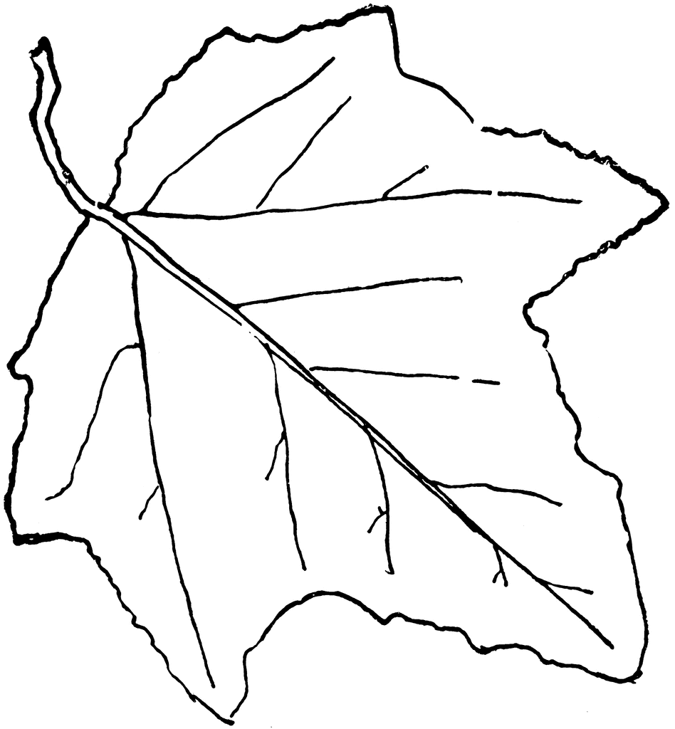 Листья тополя черно белые
