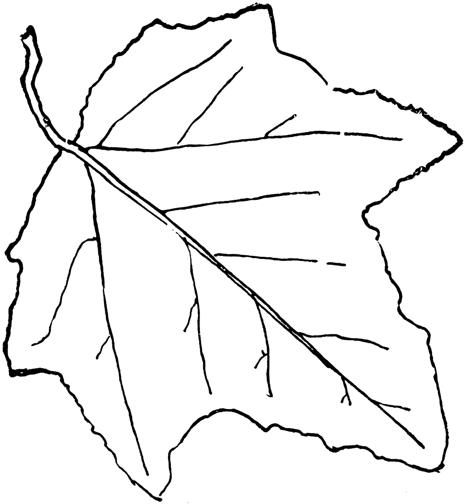 simple leaf shapes