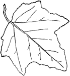 Leaves - simple; alternate; edge usually lobed (the lobes toothed). Outline - broad egg-shape. Apex - of the lobes, blunt-pointed. Base - usually slightly heart-shaped. Leaf/Stem - downy and nearly round. Leaf - usually about two and a half inches long; when mature, smooth and dark green above, below downy and almost snow-white. In the young leaves both surfaces and the leaf-stem are snowy-white and downy. General Information - A native of Europe; now widely introduced. A very ornamental tree, but troublesome in cultivation, and now out of favor because of the abundance of suckers that spring from its roots.