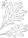 Leaves - simple; alternate; edge lobed; (edge of the lobes entire or sometimes coarsely notched and hollowed at their ends.) Outline - reverse egg-shape. Apex - of lobes, rounded. Base - wedge-shape. Leaf - quite variable in size and shape; four to seven inches long; smooth; pale beneath; the lobes oftenest five to nine, long and narrow, and sometimes widening toward the end, but at other times only three to five, short and broad, and radiating obliquely from the middle rub. Bark - of trunk, slightly roughened (comparatively smooth for an oak), light-gray; in older trees loosening in large, thin scales; the inner bark white. Acorns - usually in pairs on a stem one fourth of an inch or more in length. Cup - rounded saucer-shape, not scaly, but rough and warty and much shorter than the nut. Nut - three fourths to one inch long, slightly egg-shape or oval; brown, sweet, and edible. October. Found - from Ontario and the valley of the St. Lawrence southward to Florida, and westward to Southeastern Minnesota, Arkansas, and Texas. Its finest growth is on the western slopes of the Alleghany Mountains, and in the Ohio basin. General Information - A noble tree, sixty to eighty feet or more in height, with hard, touch wood of very great value in many kinds of manufacturing, and for fuel. The withered, light-brown leaves often cling throughout the winter. The "oak-apples" or "galls" often found on oak-trees are the work of 'gall-flies" and their larvae. When green tiny worms will usually be found at their centre. Quaint reference is made to these galls in Gerardes' "Herbal": "Oak-apples being broken in sunder before they have an hole thorough them do fore shewe the sequell of the yeere. If they conteine in them a flie, then warre insueth; if a creeping worme, then scarcitie of victuals; if a running spider, then followeth great sickness or mortalitie." The oak, probably more than any other tree, has been associated with workshop of the gods. The "Talking Tree" of the sanctuary in Dodona (the oldest of all the Hellenic sanctuaries, and second in repute only to that at Delphi) was an oak. Oak groves were favorite places for altars and temples of Jupiter. The Druids worshipped under the oak-trees. Quercus, possible from a Celtic word meaning to inquire, because it was among the oaks that the Druids oftenest practised their rites.