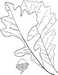 Leaves - simple; alternate; lobed (the edge of the lobes entire, or of the larger ones sometimes wavy). Outline - reverse egg-shape. Apex - of the lobes, rounded. Base - wedge-shape. Leaf - six to fifteen inches long (the longest of the oak-leaves); smooth above, downy beneath; the lobes usually long and rather irregular, the middle ones longest and often extending nearly to the middle rib. Bark - of the young branches always marked with corky wings or ridges. Acorns - large, with short stems. Cup - two thirds to two inches across, roughly covered with pointed scales, and heavily fringed around the nut. Nut - very large (one to one and a half inches long); broad egg-shape; one half to two thirds or often wholly enclosed by the cup. Found - along the coast of Maine southward as far as the Penobscot, in Western New England, in Western New York, in Pennsylvania, and thence westward to the foot-hills of the Rocky Mountains of Montana, and from Central Nebraska and Kansas southwest to the Indian Territory and Texas. It is found farther west and northwest than any other oak of the Atlantic forests. In the prairie region it forms a principal growth of the "Oak Openings." General Information - One of the most valuable and widely distributed oaks in North America, growing sixty to eighty feet in height, or more, with hard, tough wood resembling that of the White Oak. "The most interesting thing about this tree, perhaps is its power, quite unknown in the other White Oaks, of adapting itself to very different climatic conditions, which enables it to live in the humid climate of Maine and Vermont, to flourish in the somewhat drier climate of the Mississippi Valley, and to exist (still farther west) in the driest and most exposed region in habited by any of the Eastern America Oaks." - Sargent. Q. m. olivaformis is a variety found only in a few districts (near Albany and in Pennsylvania), having narrower and rather more deeply lobed leaves. Quercus, possible from a Celtic word meaning to inquire, because it was among the oaks that the Druids oftenest practised their rites.