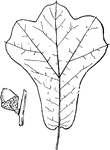 Leaves - simple; alternate; edge slightly lobed at the upper part (edge of the lobes entire). Outline - abruptly widening above. Apex - of lobes, rounded or sometimes slightly pointed, and bristle-tipped, at least until old. Base - heart-shape or rounded. Leaf - three to four inches long (on vigorous shoots much longer); dark green, smooth, and shining above; below rusty and roughish, thick and tough; ribs distinct above. Lobes - three (sometimes five), very short, and above the middle of the leaf. Bark - of tree, rough and blackish. Acorn - nearly or quite stemless. Cup - top-shaped, coarsely scaly. Nut - one half to two thirds of an inch long; rounded egg-shape; darkish brown when ripe; nearly one half covered by the cup. October. Found - on Long Island, southward and westward. Very common through the Southern States. General Information - A small tree, eight to twenty-five feet high; of slight value except for fuel. Quercus, possible from a Celtic word meaning to inquire, because it was among the oaks that the Druids oftenest practised their rites.