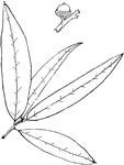Leaves - simple; alternate; edge entire. Outline - long and narrow. Apex - pointed and bristle-tipped. Base - pointed. Leaf - three to four inches long (sometimes five); one half to seven eighths of an inch wide; rather thick and stiff; smooth and shining above; somewhat dull beneath; very young leaves, light green above and soft, white-downy beneath. Bark - thick and smoothish. Acorns - small. nearly stemless. Cup - rather shallow, saucer-shaped, or somewhat rounded top-shape. Nut - about three eighths of an inch long, rounded, brown; Kernel, bitter and bright orange. October. Found - from Staten Island and New Jersey southward along the coast to Northeastern Florida and the Gulf States, and from Kentucky southwestward. Usually on the borders of swamps and in sandy woods. General Information - a tree thirty to fifty feet high, with poor wood. Quercus, possible from a Celtic word meaning to inquire, because it was among the oaks that the Druids oftenest practised their rites.