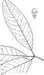 Leaves - simple; alternate; edge entire. Outline - long and narrow. Apex - pointed and bristle-tipped. Base - pointed. Leaf - three to six inches long; one to two inches wide; smooth and shining above; somewhat downy beneath; thick and stiff. Bark - smooth and unbroken. Acorns - small, nearly stemless. Cup - shallow. Nuts - rounded; about one half inch in diameter; bitter. October. Found - in Lehigh County, Pennsylvania (Porter), westward to Southeastern Iowa, and southward. Most common west of the Alleghany Mountains.  General Information - A tree thirty to fifty feet high, with poor wood, that is used at the West for shingles and clapboards.  Note: Of the nine hybrids that have been recognized, most are outside of our limits or entirely local. Mention need be made only of tow: Q. heterophylla, Michaux ("Bartram's Oak"). Staten Island and New Jersey to Delaware and North Carolina; Q. Rudkini, Britt., New Jersey. Quercus, possible from a Celtic word meaning to inquire, because it was among the oaks that the Druids oftenest practised their rites.   The Oak "Live thy Life, Young and old, Like yon oak, Bright in spring, Living gold; Summer-rich, Then; and then Autumn-changed, Sober-hued Gold again. All his leaves fall'n at length, Look, he stands, Trunk and bough, Naked strength.: Alfred (Lord) Tennyson, 1889.