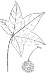Leaves - simple; alternate; edge deeply lobed (lobes finely and sharply toothed throughout). Outline - rounded. The lobes are five to seven, radiating from the base. Apex - of the lobes, pointed. Base - of the leaf heart-shape. Leaf - three to seven inches in diameter, smooth and shining with a pleasant odor when bruised. Ribs tufted at their angles. Bark - gray; usually strongly winged with corky ridges along the branchlets. In the South, a spicy gum, from which the tree takes its name, oozes from the bark. Fruit - small woody pods are collected into a round ball. These usually contain a few good seeds and a large number of others that resemble saw-dust. September. Found - from Connecticut to Illinois, and southward. It reaches its finest growth and is very common in the bottom lands of the Mississippi basin. General Information - A fine tree sixty to seventy feel high, or southward one hundred feet and more. The wood is valuable, and would be better appreciated except for the difficulty of seasoning it. It is sometimes used as a substitute for Black Walnut, Its gum is used medicinally.