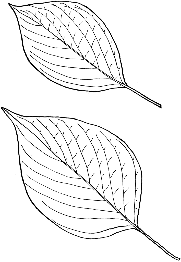cornus mas in leaf