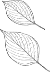 Leaves - simple, alternate (often crowded at the ends of the branches); edge entire. Outline - broadly oval or egg-shape or reverse egg-shape. Apex - pointed. Base - slightly pointed. Leaf/Stem - one inch long or more. Leaf - about three to four inches long, sometimes yellowish-green; smooth above; whitish beneath, and slightly rough between the prominent curved ribs, seldom entirely flat, usually in clusters at the ends of the branches. Bark - of the branches, smooth, yellowish-green, with whitish streaks. Flowers - yellowish in loose flat clusters. June. Fruit - very dark blue when ripe, on reddish stems. August. Found - in low rich woods and along streams, from New Brunswick through the Northern States, and southward along the Alleghany Mountains to Northern Georgia and Alabama. General Information - A small tree or shrub, ten to twenty feet high, with wide-spreading branches and flattish top. A "Shaker Medicine" is made from its bitter bark. Cornus, from a Greek word meaning horn, because of the hardness of the wood.