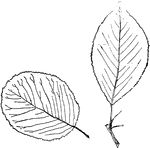 Leaves - simple, opposite; finely and sharply toothed. Outline - broadly oval, or broadly reverse egg-shape. Apex - rounded, sometimes pointed. Base - rounded, sometimes slightly pointed. Quite variable. Leaf/Stem - short and smooth, the edges slightly winged, the wings straight. Leaf - about one and a half to two inches long; smooth; shining above. Flowers - white, in rather large and flat, stemless bunches, at the ends of branches. May. Berries - oval, blackish, sweet and edible. Found - in Connecticut and Southern New York to Michigan and southward. General Information - A small tree fifteen to twenty feet high, or oftenest at the North a low, much-branching shrub. Usually with some of its branches stunted and bare. The tonic bark is sometimes used medicinally.