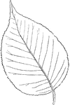 Leaves - simple; opposite; edge closely and sharply toothed. Outline - egg-shape. Apex - pointed. Base - round. Quite variable. Leaf/Stem - winged on both sides with a wavy border; when young, sprinkled with brownish glands. Leaf - about three to four inches long, and half as wide or more; smooth. Flowers - white, in flat, stemless clusters. May, June. Fruit - one half inch long; oval; sweetish; red, becoming almost black when ripe; edible. Found - from Hudson's Bay through the Northern States, southward to Georgia. Common in swamps and rich, moist soil. General Information - A tree fifteen to twenty feet high, with hard, ill-smelling wood.