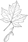 Leaves - simple; opposite; edge deeply lobed, with the lobes unequally notched and toothed. Outline - rounded, with five lobes (the lowest pair much the smallest), and with the hollows between the lobes pointed and usually extending half way to the base of the leaf. Apex - of lobes, pointed. Base - heart-shaped or nearly squared. Leaf - silvery white beneath; downy when young, becoming smooth. Flowers - yellowish-green; woolly when young, becoming nearly smooth; on stems about one inch long, with very large, wide-spreading wings (two to three inches long), one of which is often undeveloped. July, August. Found - widely distributed, but most common west of the Alleghany Mountains and southward. General Information - A tree thirty to fifty feet high, with soft, white wood of comparatively slight value.